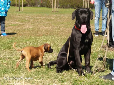 Dogsford Szkoła dla Psów